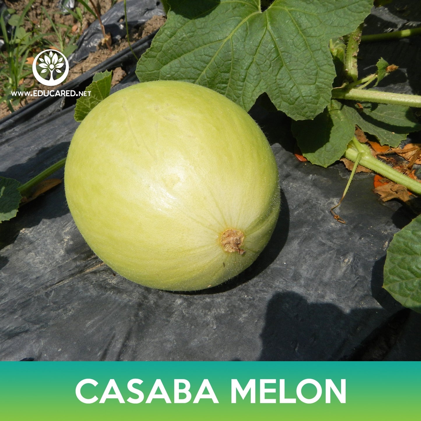 Casaba Melon Seeds