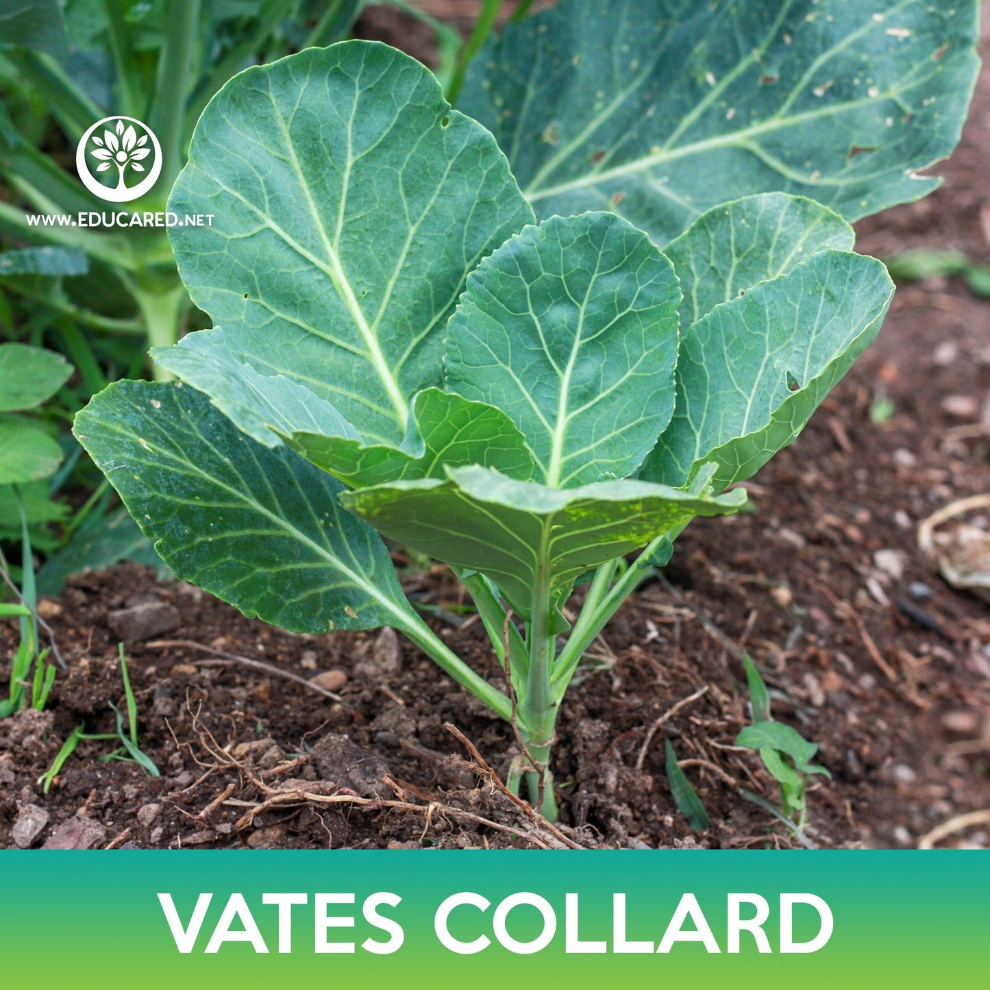 Vates Collard Seeds