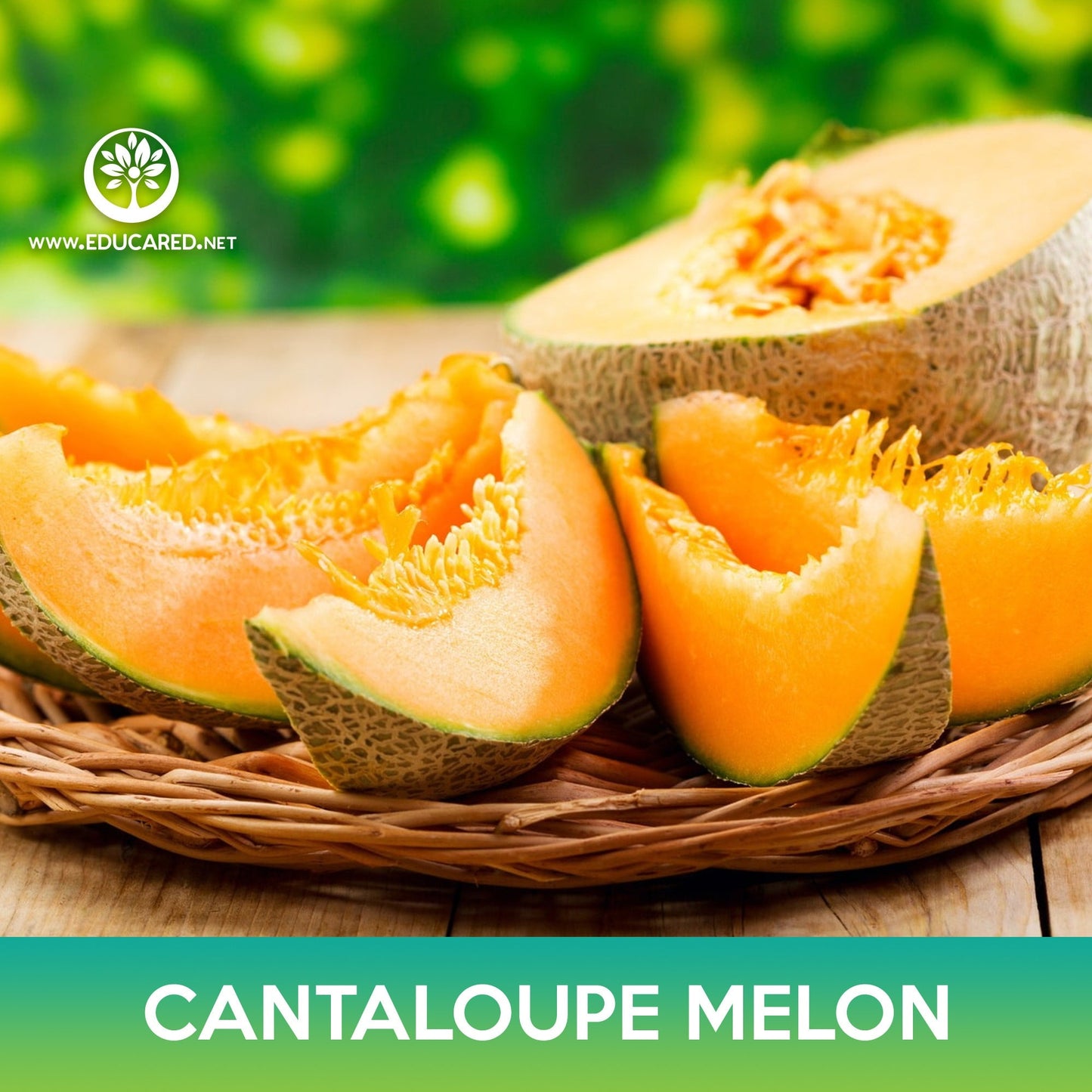 Cantaloupe Edisto 47 Melon Seeds