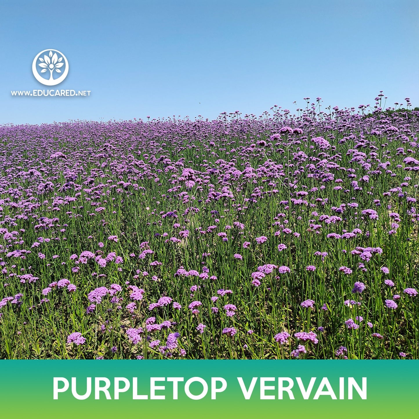 Purpletop Vervain Seeds, Brazilian Vervain