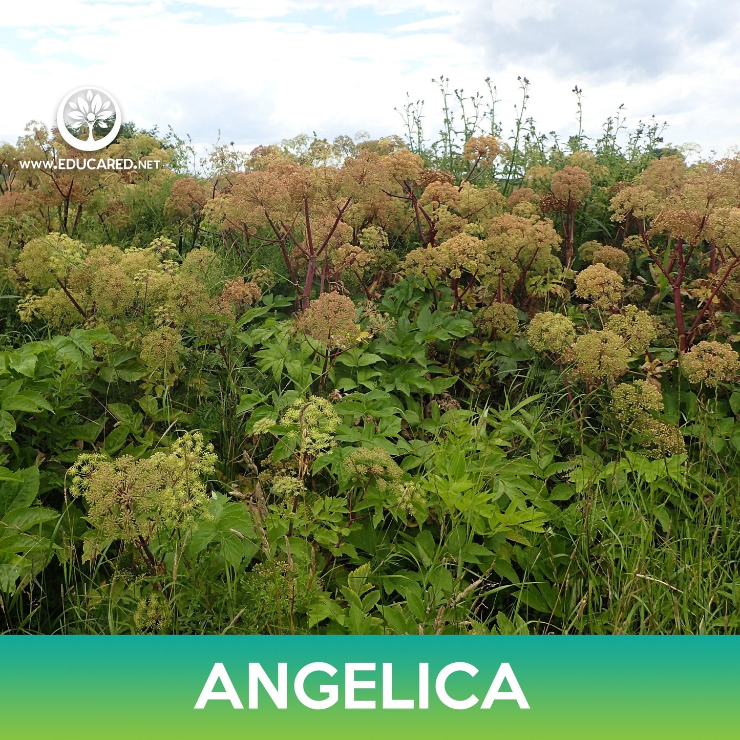 Angelica Seeds, Angelica archangelica