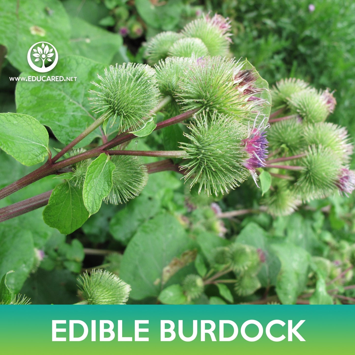 Edible Burdock Seeds
