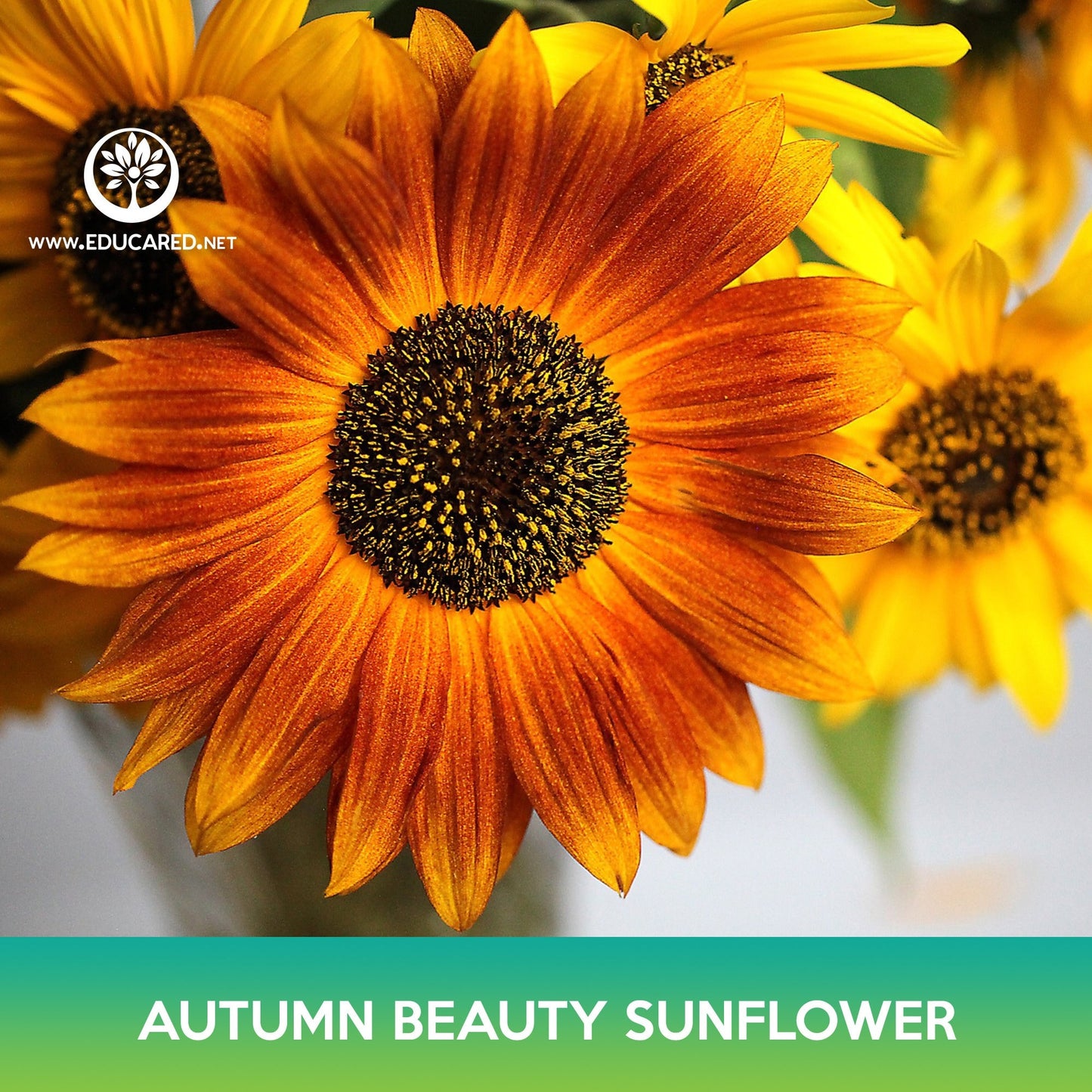 Autumn Beauty Sunflower Seeds