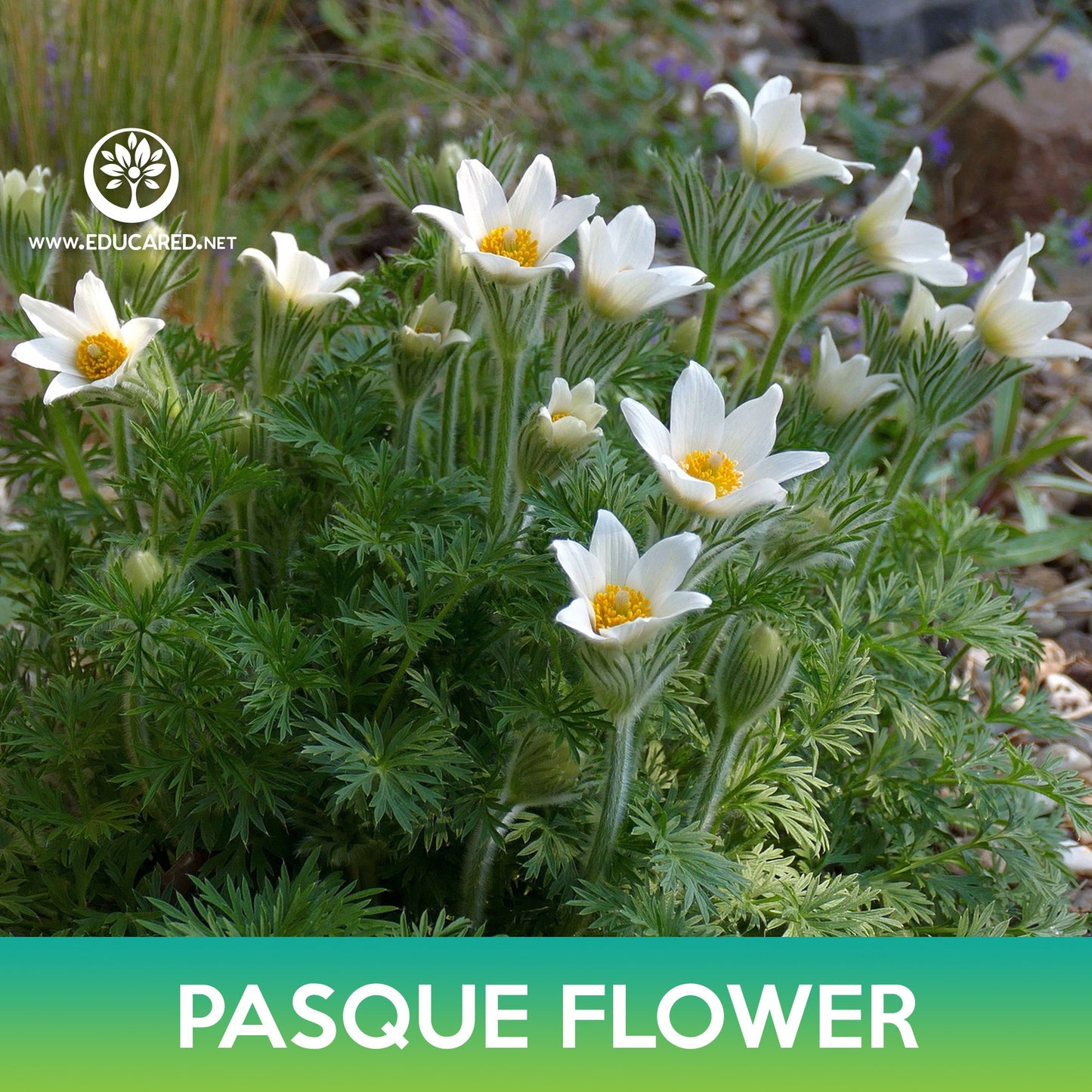 Pasque Flower Seeds, May Day Flower