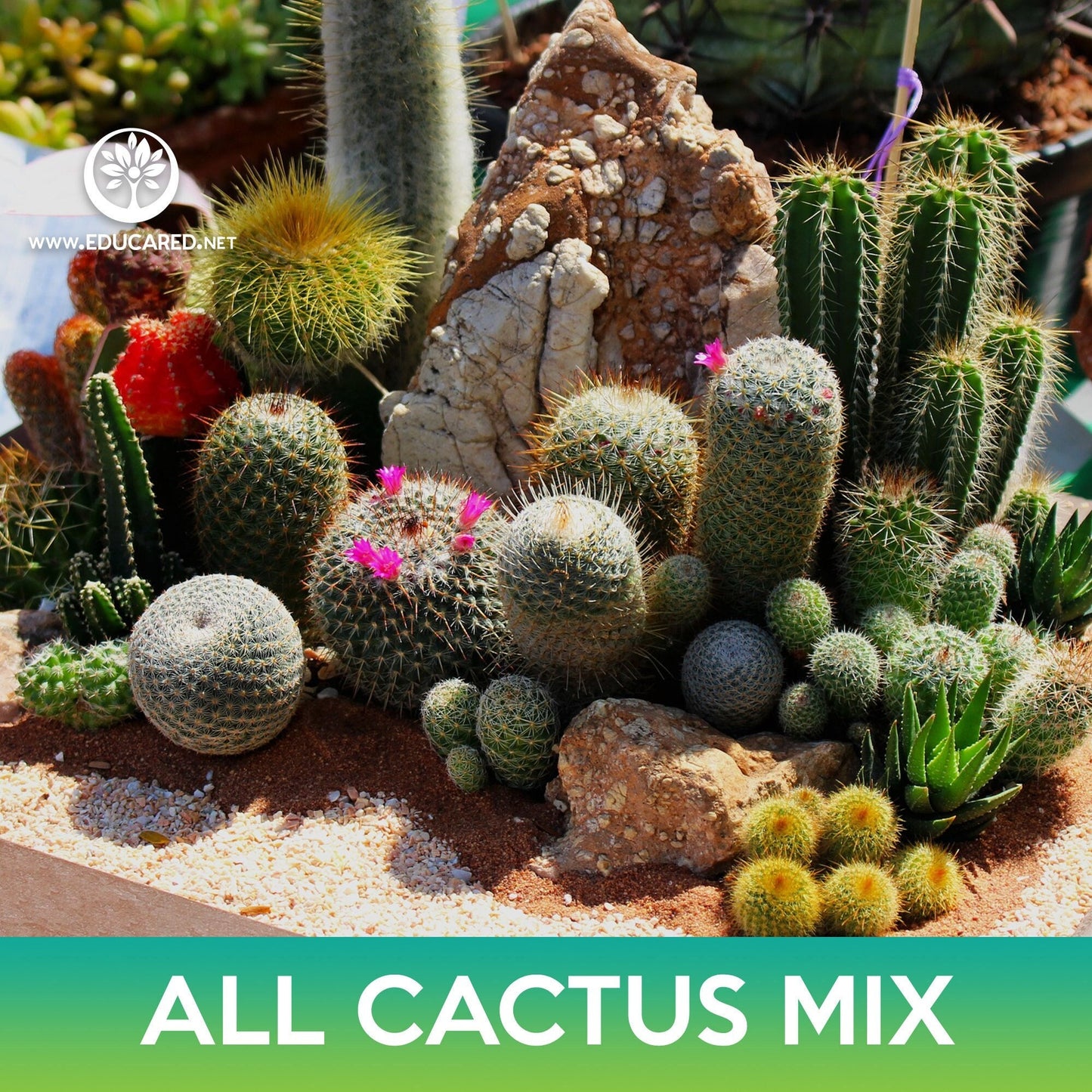 All Cactus Seeds Mix: Cereus, Golden Barrel, Parodia, Hedgehogs, Mammillarias, Melocactus, Notocactus, Opuntias, Organ pipes Seeds