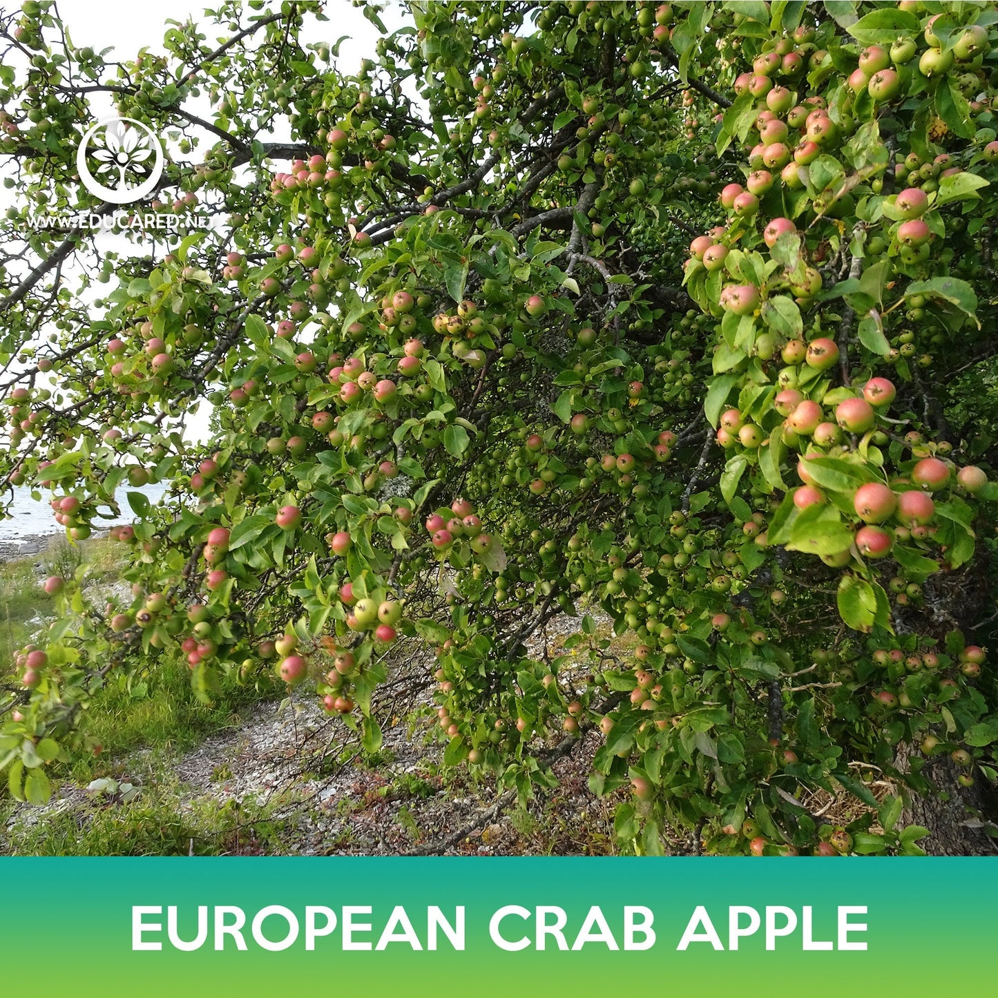 European Crab Apple Seeds, Wild Crab Apple, Malus sylvestris
