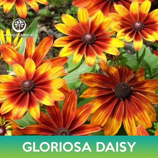 Gloriosa Daisy Seeds, Rudbeckia hirta Gloriosa