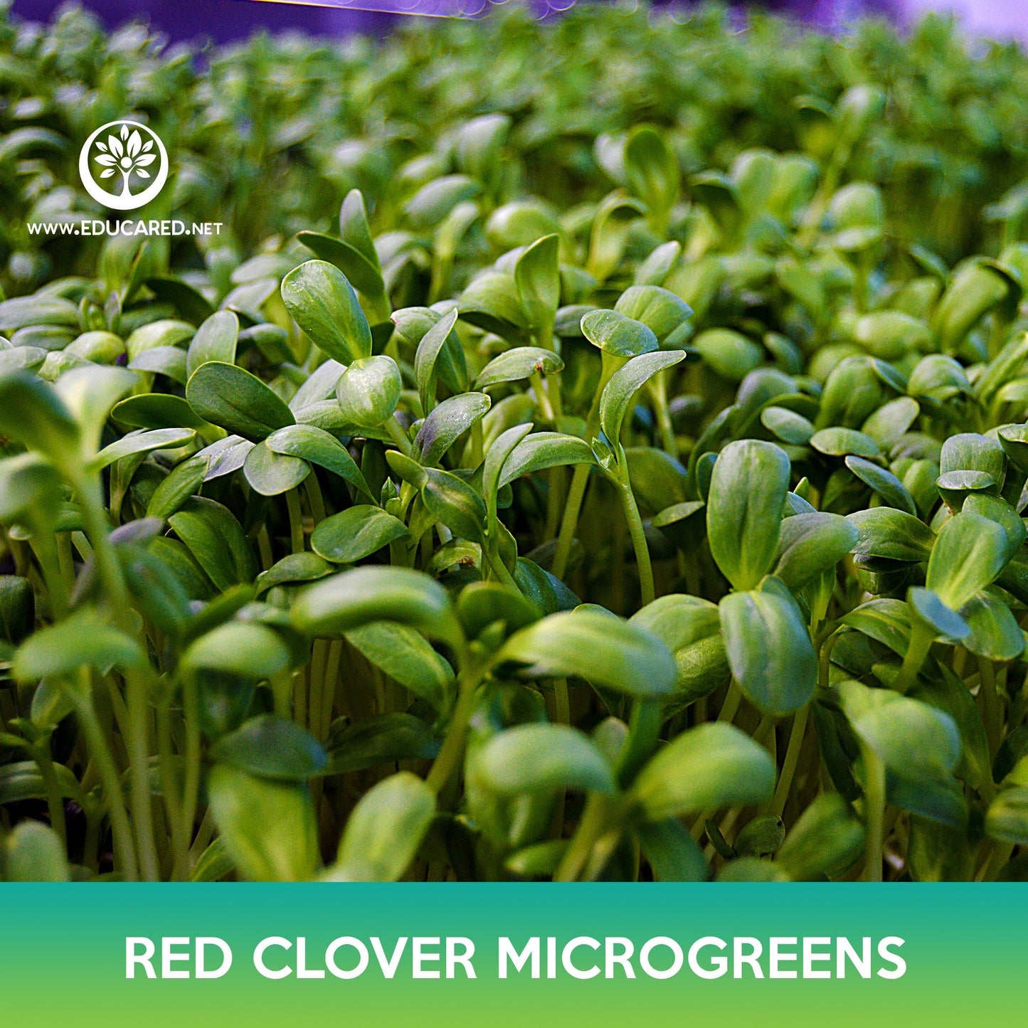 Red Clover Microgreens Seeds