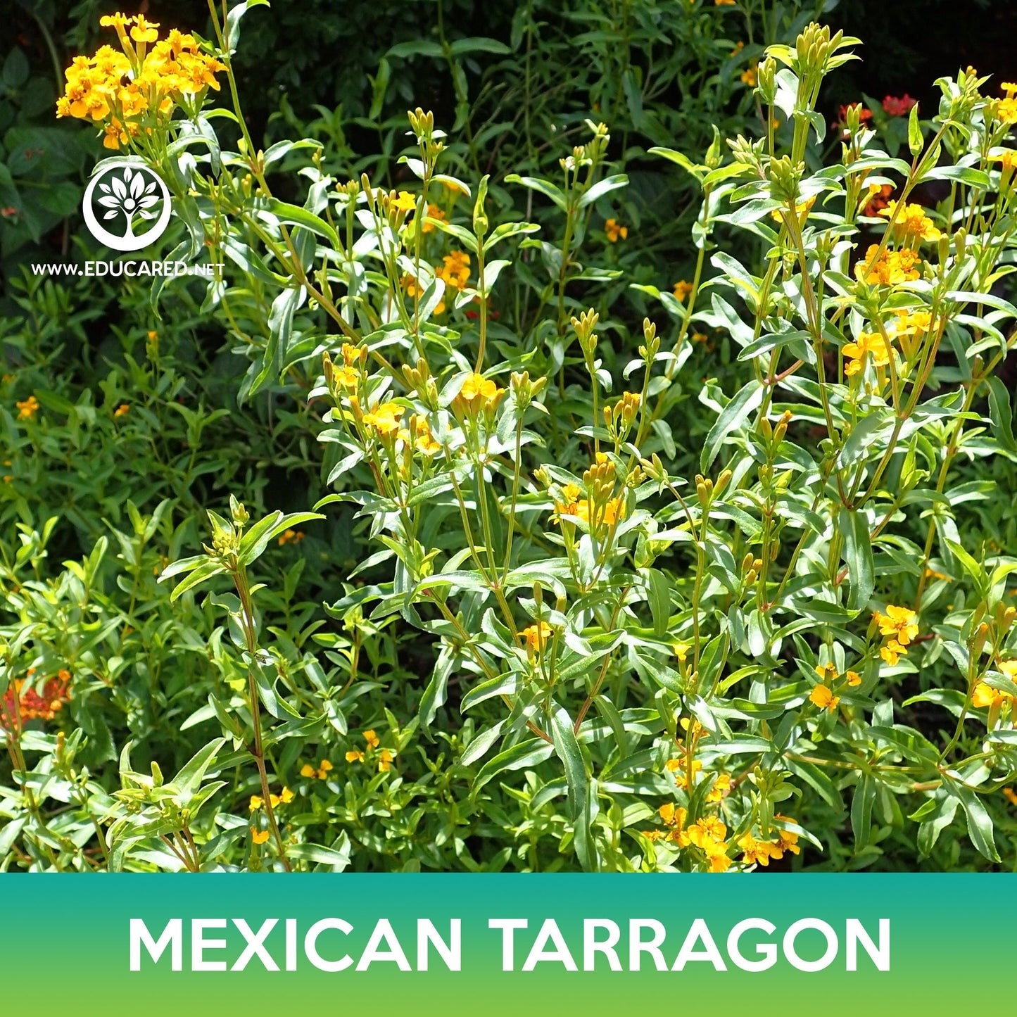 Mexican Tarragon Seeds