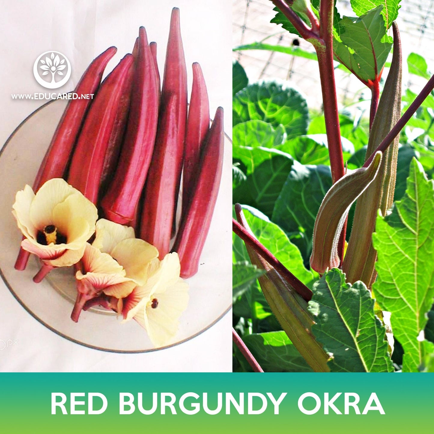 Red Burgundy Okra Seeds