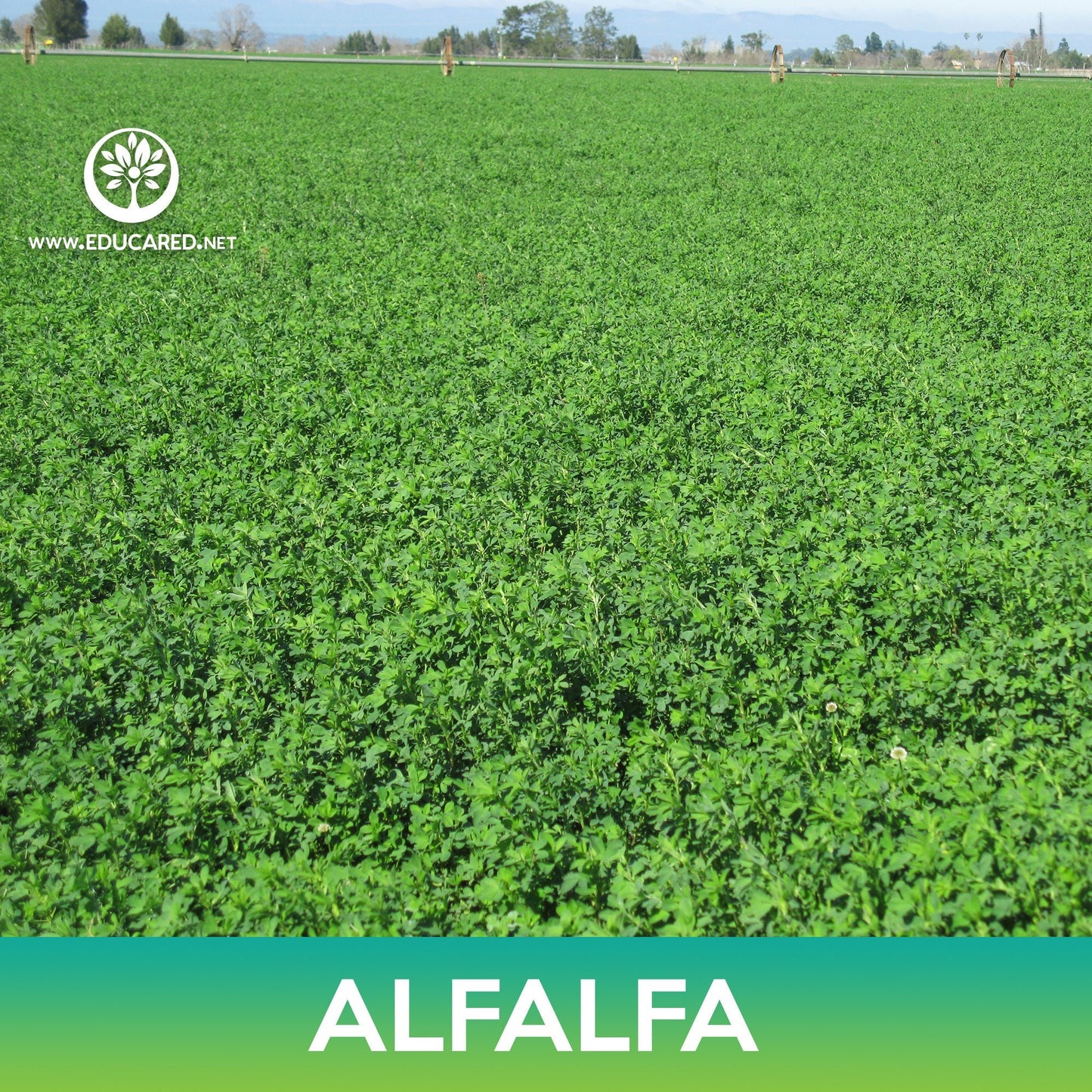 Alfalfa Seeds