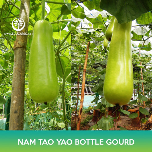 Nam Tao Yao Bottle Gourd Seeds, Opo Squash