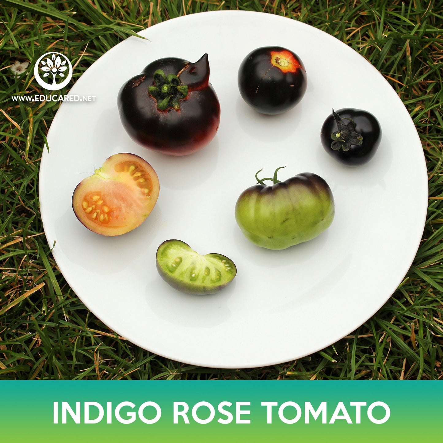 Indigo Rose Tomato, Blue Tomato, Purple Tomato, Lycopersicon esculentum Indigo Rose
