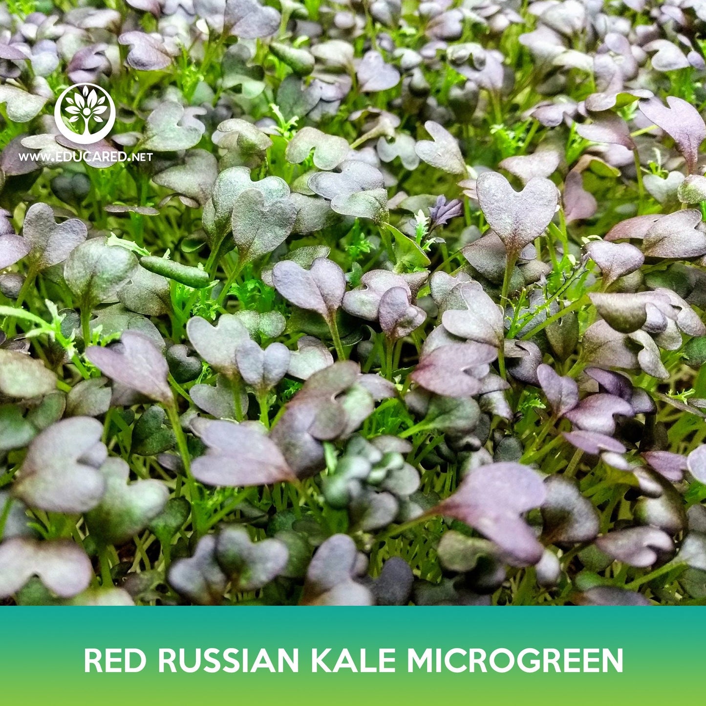 Red Russian Kale Microgreen Seeds