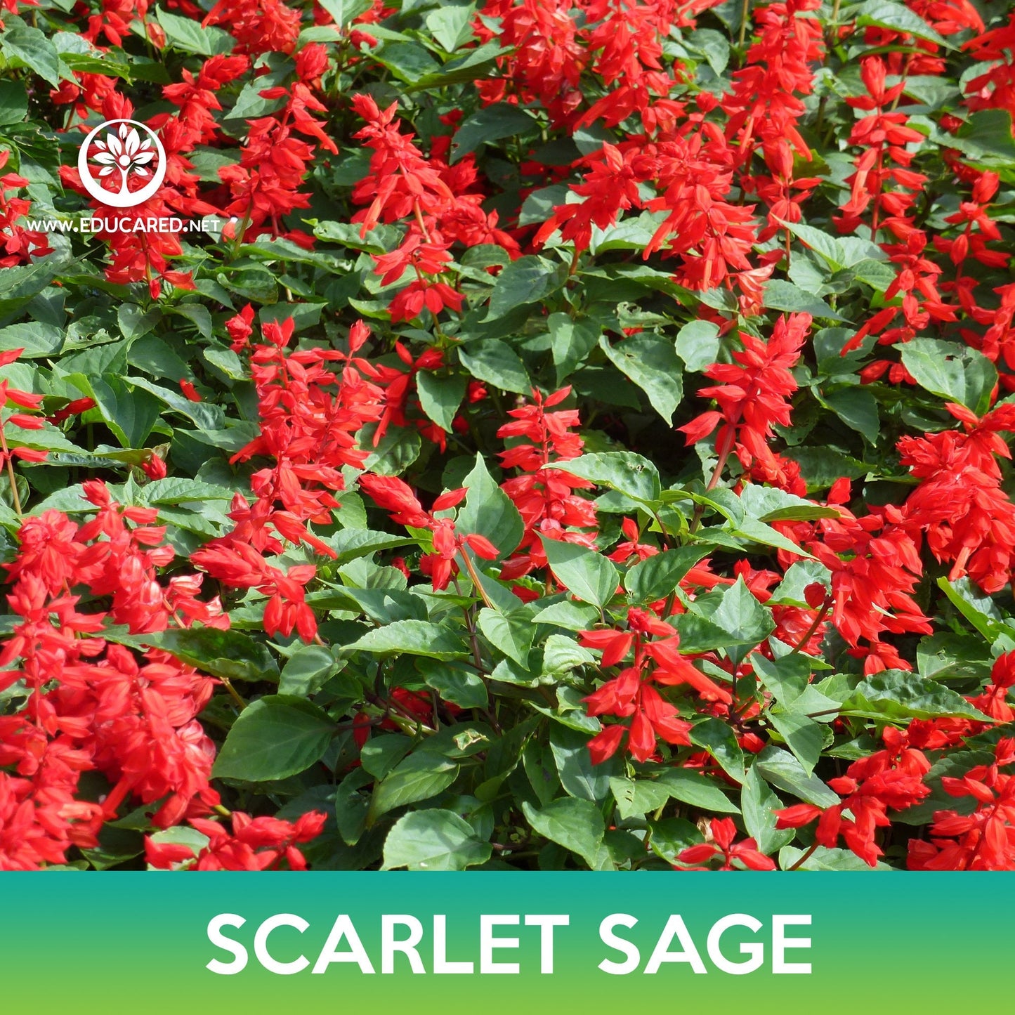 Scarlet Sage Seeds, Blood Sage