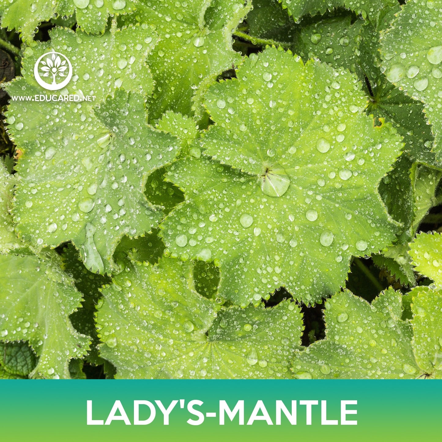 Lady's-Mantle Seeds