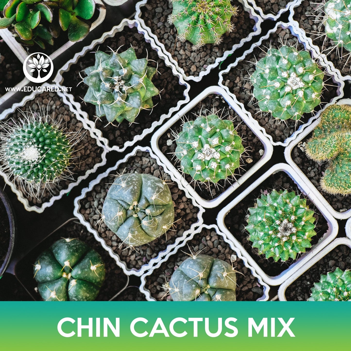 Chin Cactus Mix Seeds, Gymnocalycium