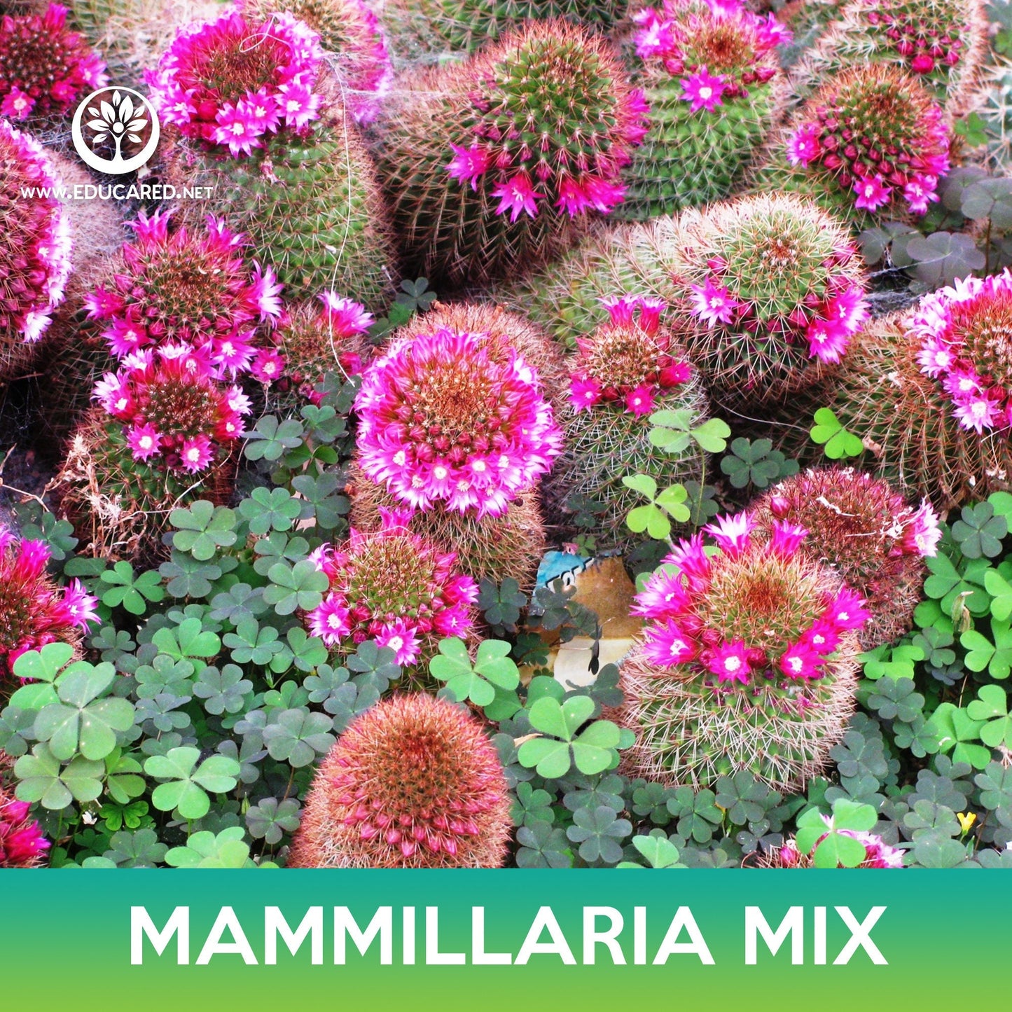 Mammillaria Cactus Mix Seeds