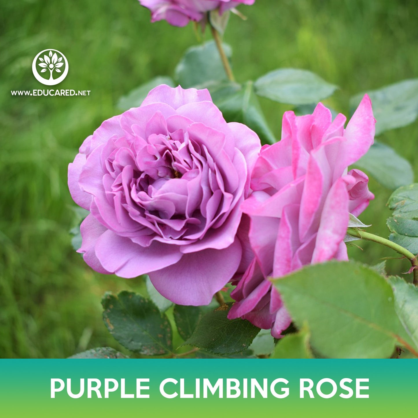 Purple Climbing Rose Seeds