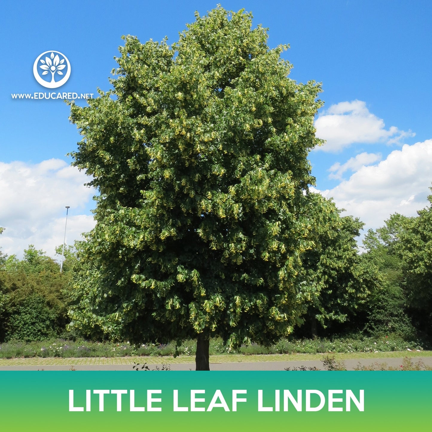 Little leaf Linden Tree Seeds