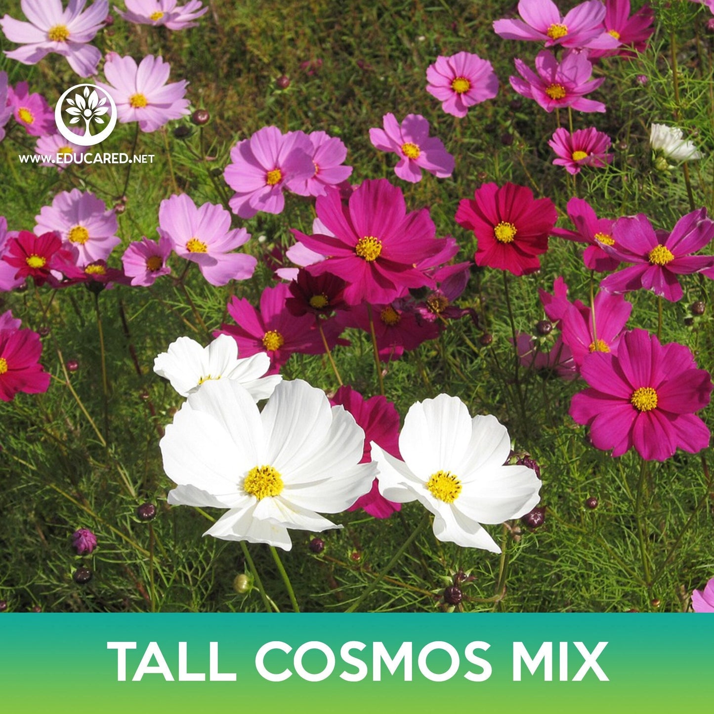 Tall Cosmos Flower Mix Seeds, Mexican Aster, Cosmo bipinnatus