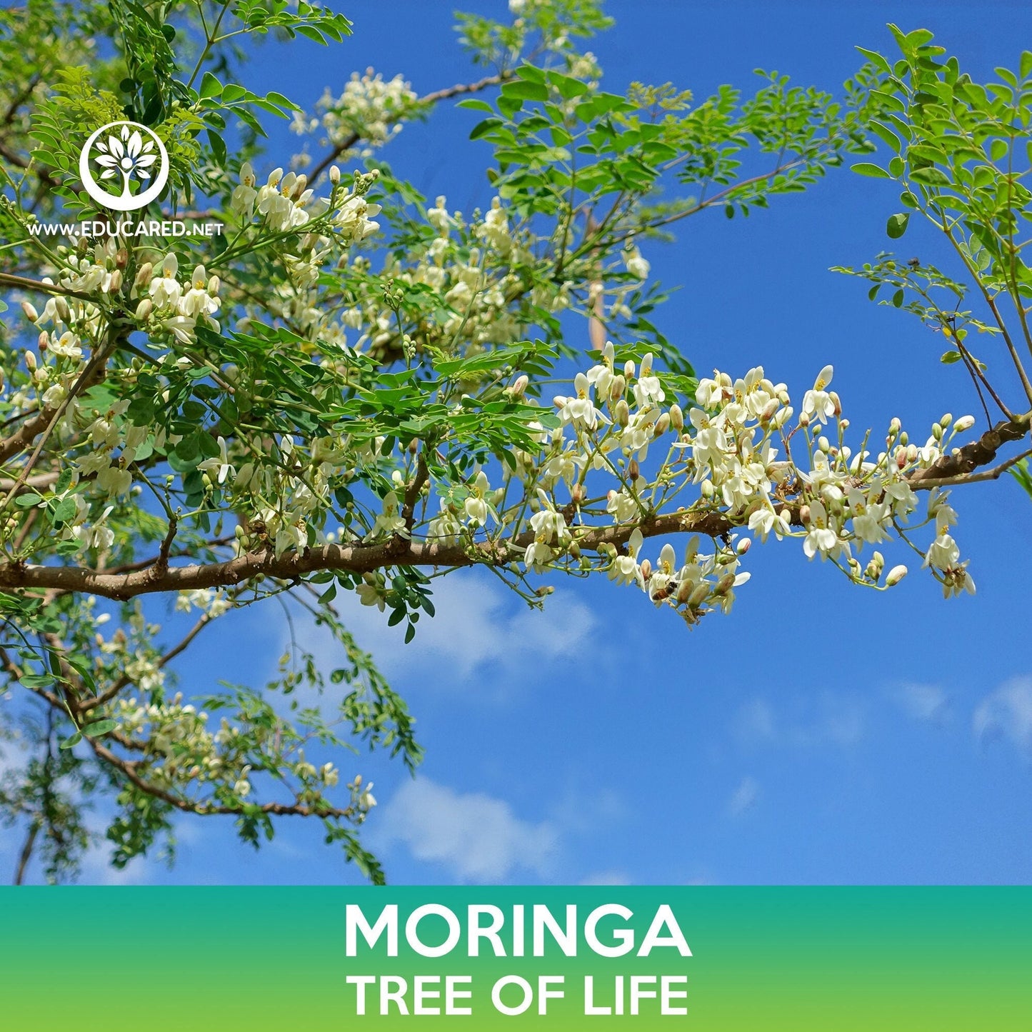 Moringa Seeds, Tree of Life