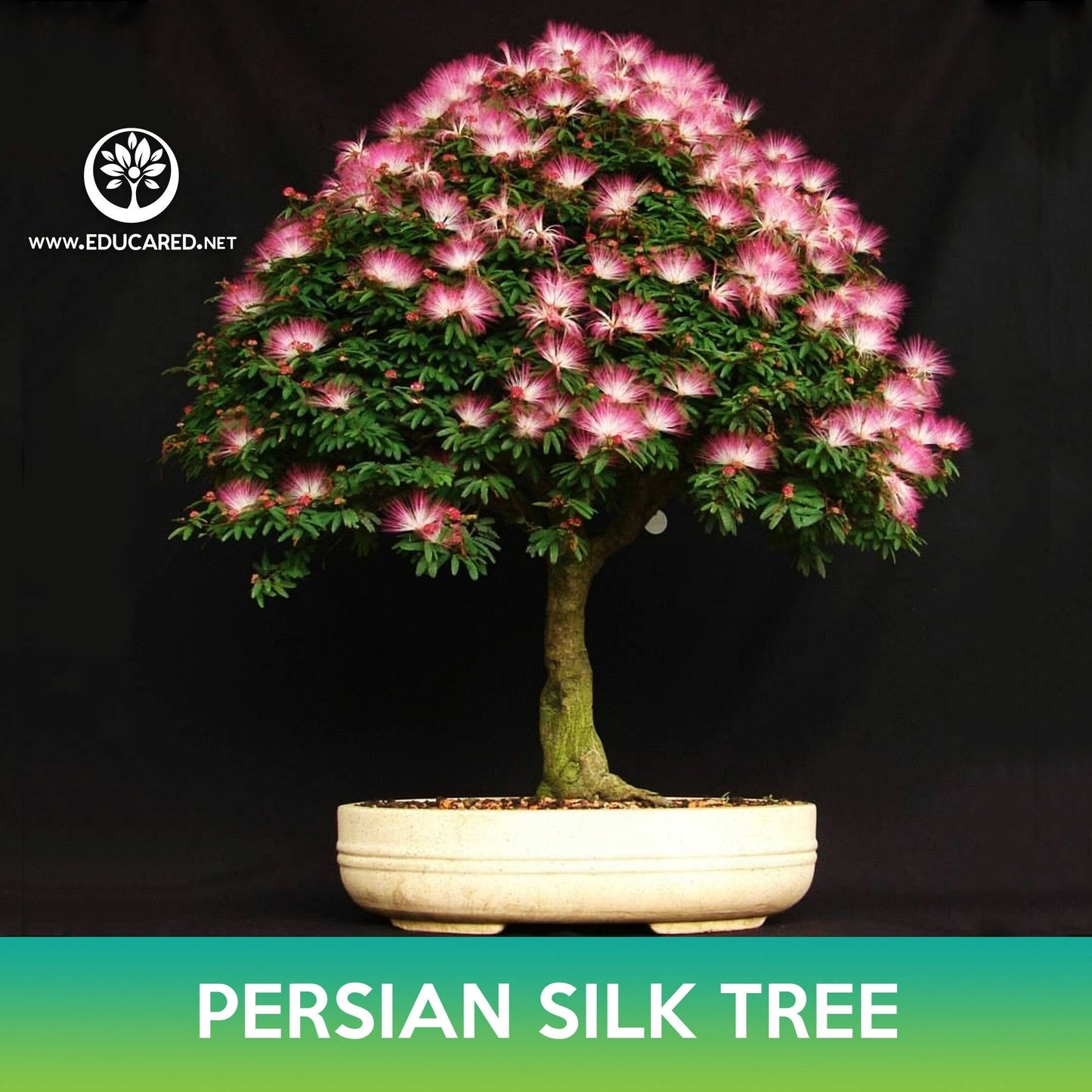 Persian Silk Tree Seeds