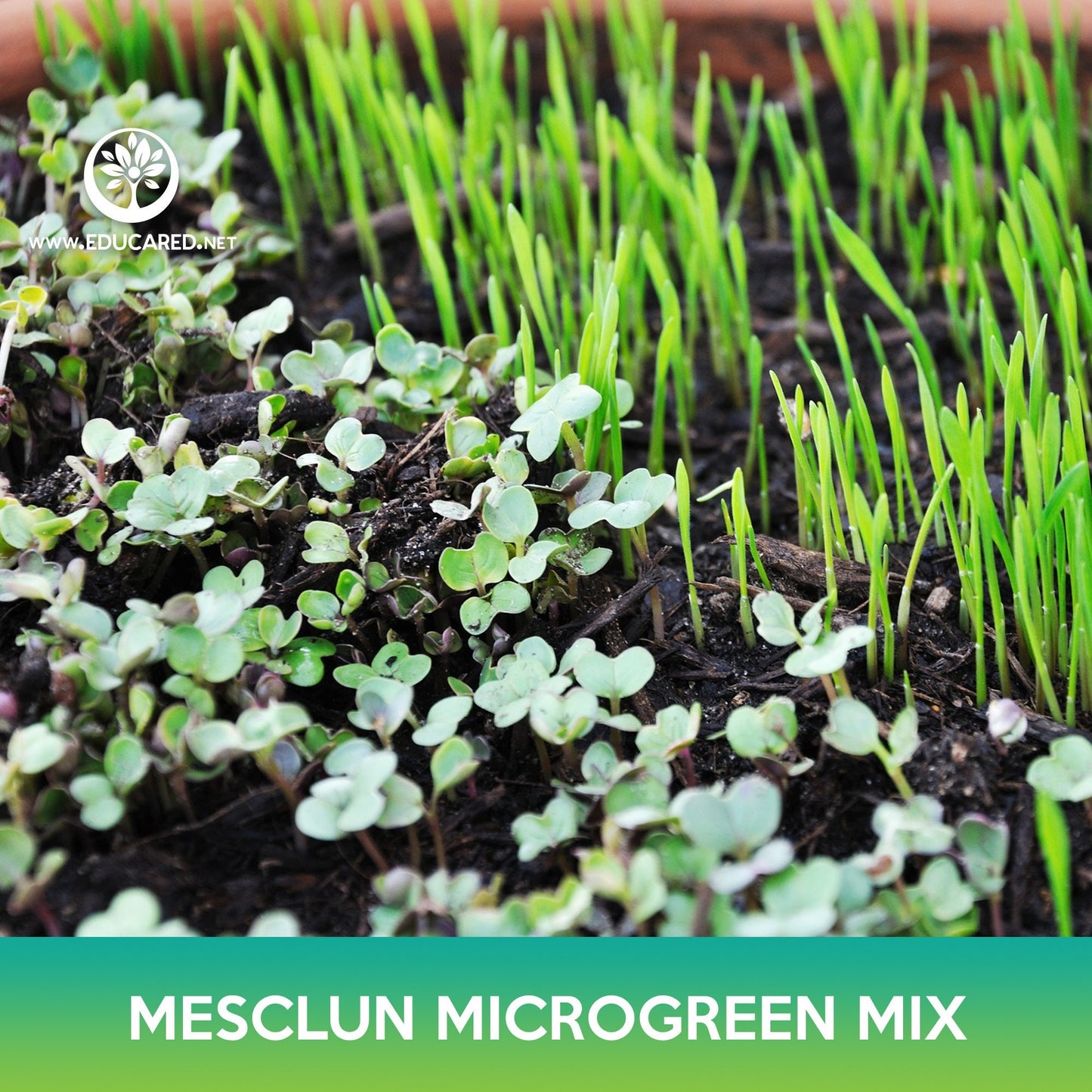 Mesclun Microgreen Mix Seeds