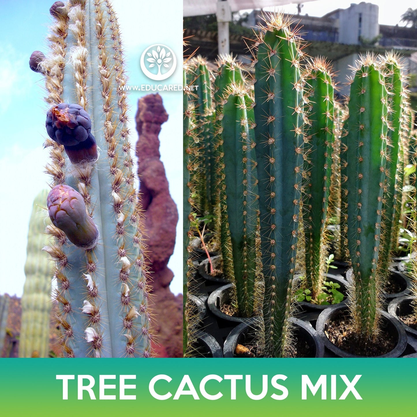 Tree Cactus Mix Seeds