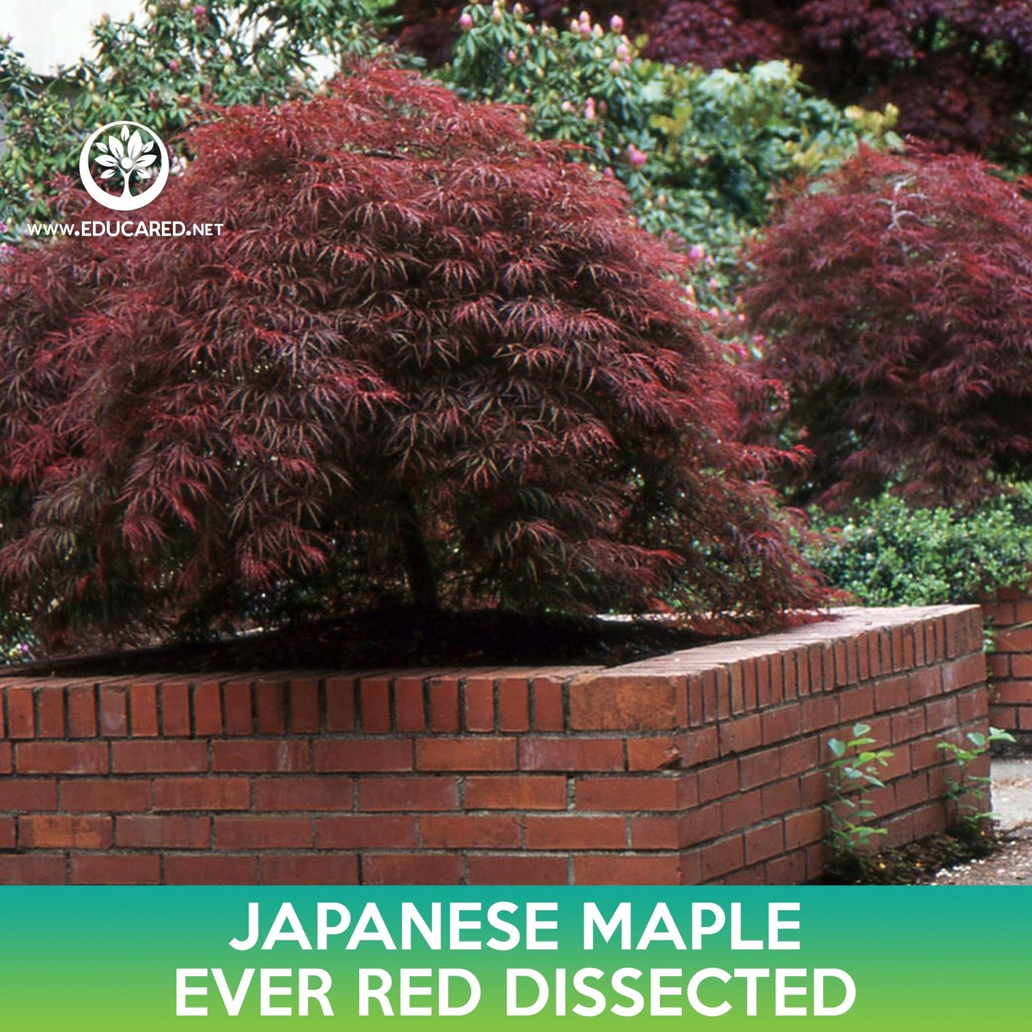 Ever Red Dissected Japanese Maple Seeds, Acer palmatum dissectum atropurpureum Ever Red