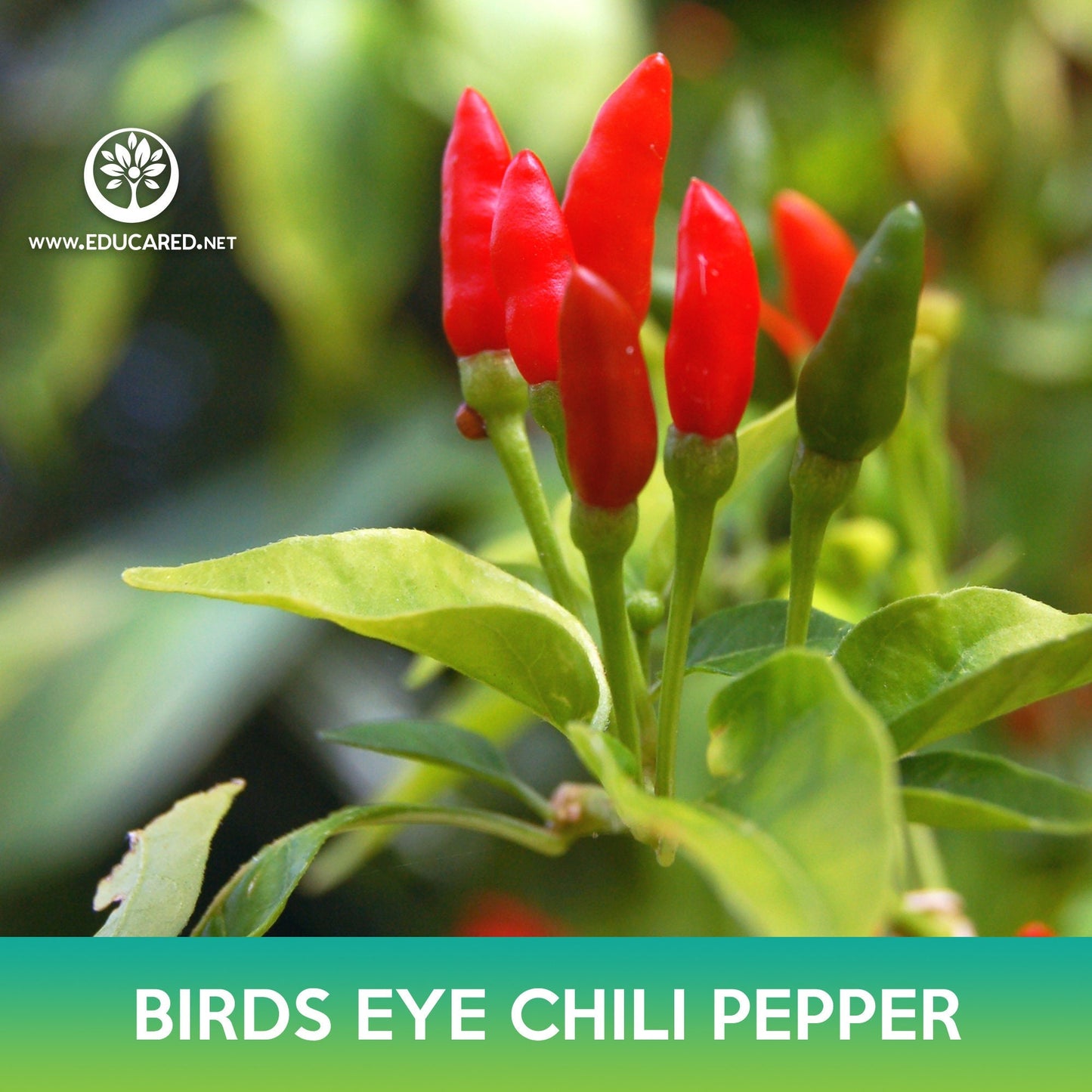 Birds Eye Chili Pepper Seeds, Thai Chili Pepper