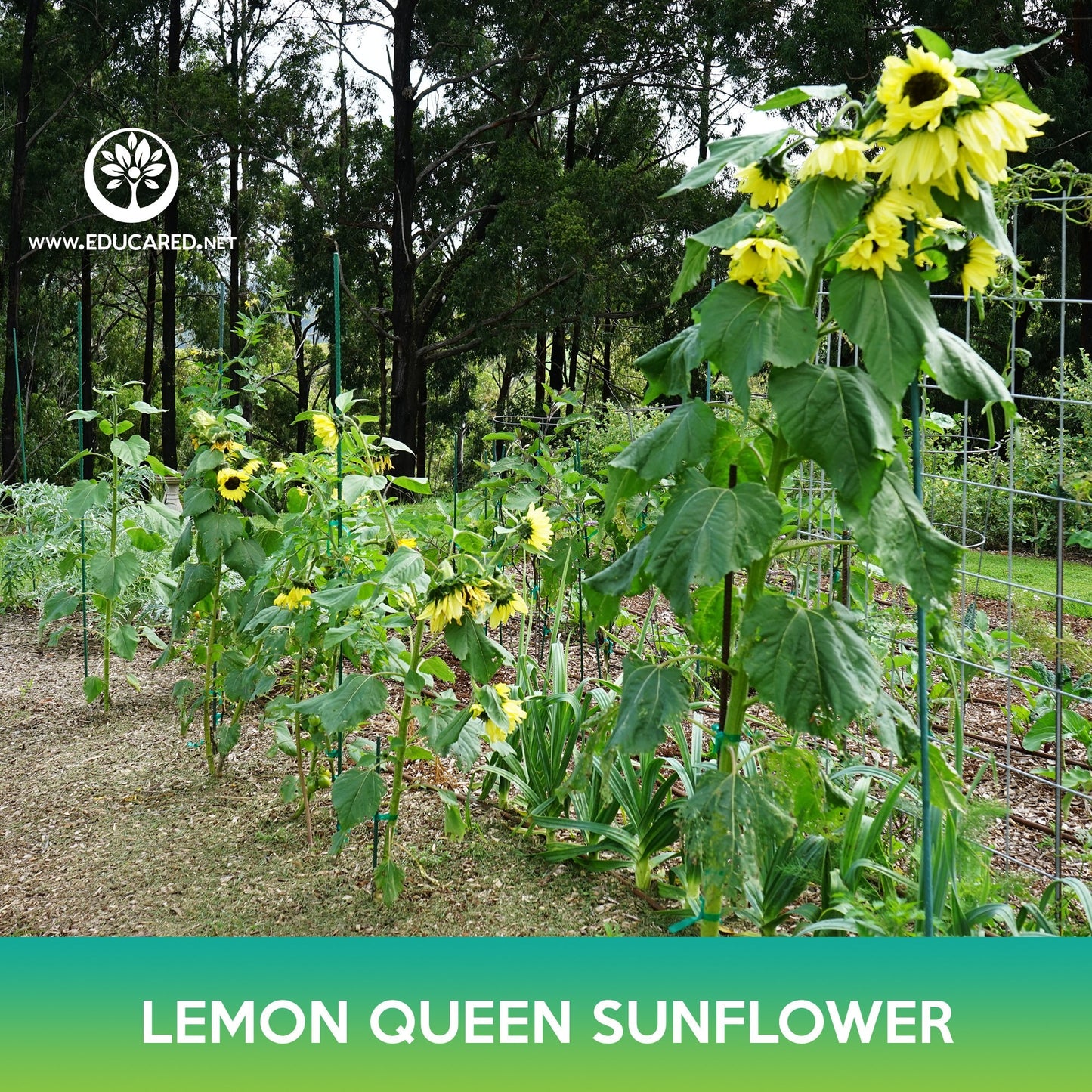 Lemon Queen Sunflower Seeds