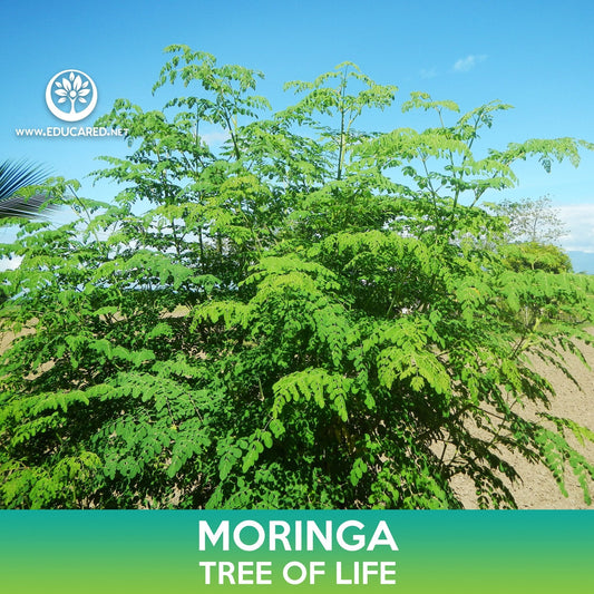 Moringa Seeds, Tree of Life
