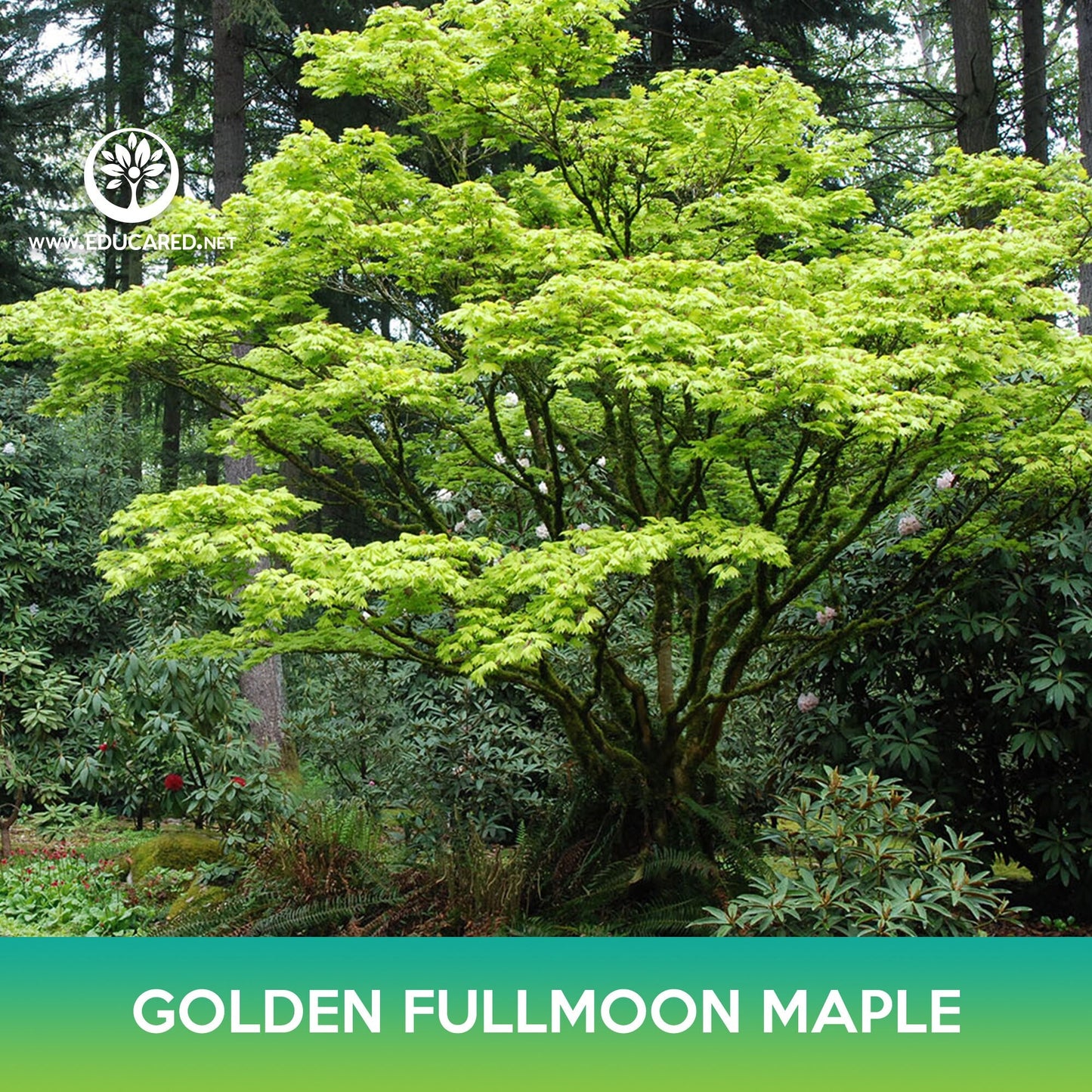Golden Fullmoon Maple Seeds