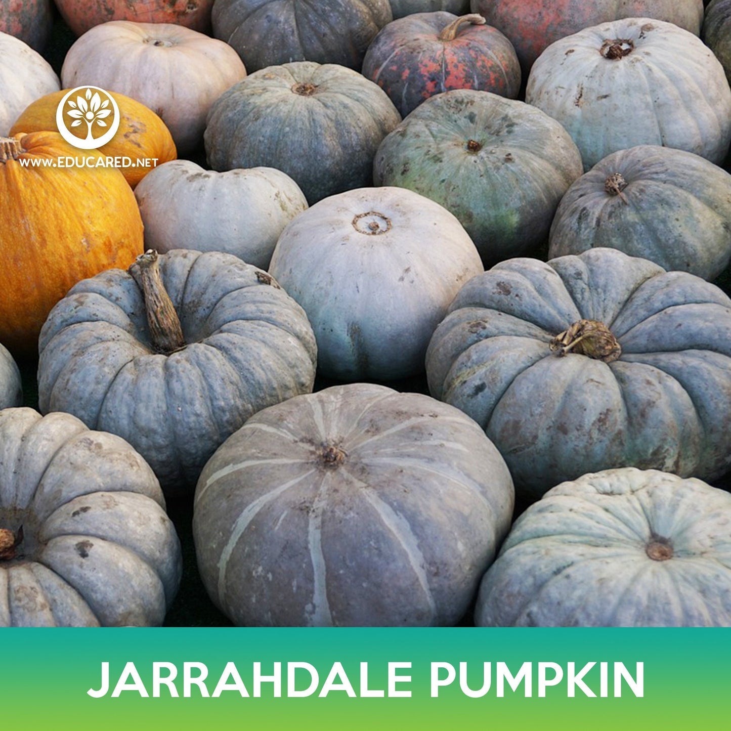 Jarrahdale Pumpkin Seeds