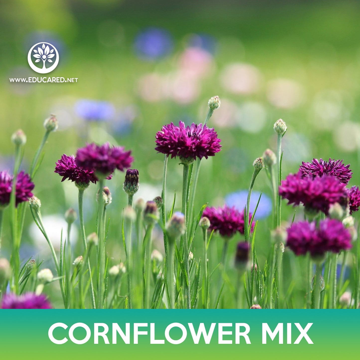 Cornflower Mix Seeds