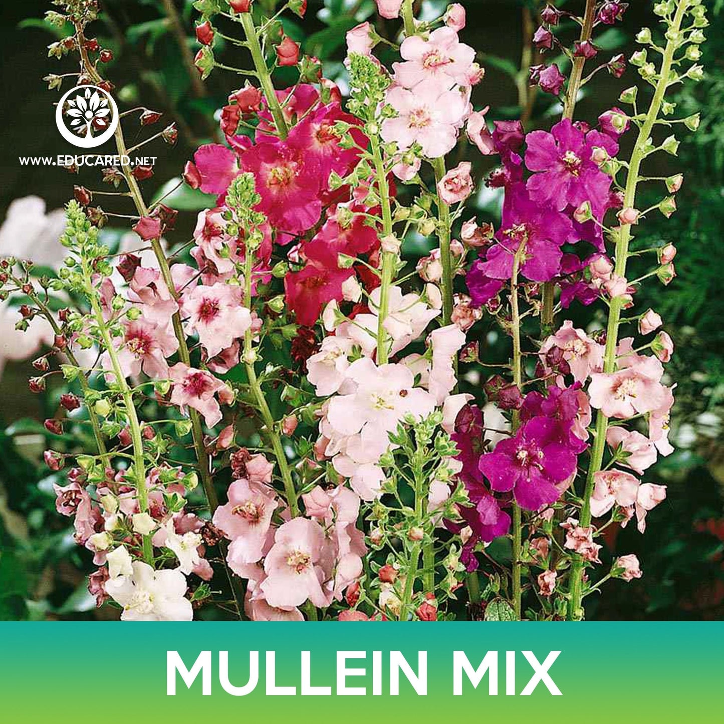 Mullein Flower Mix Seeds, Verbascum Mix