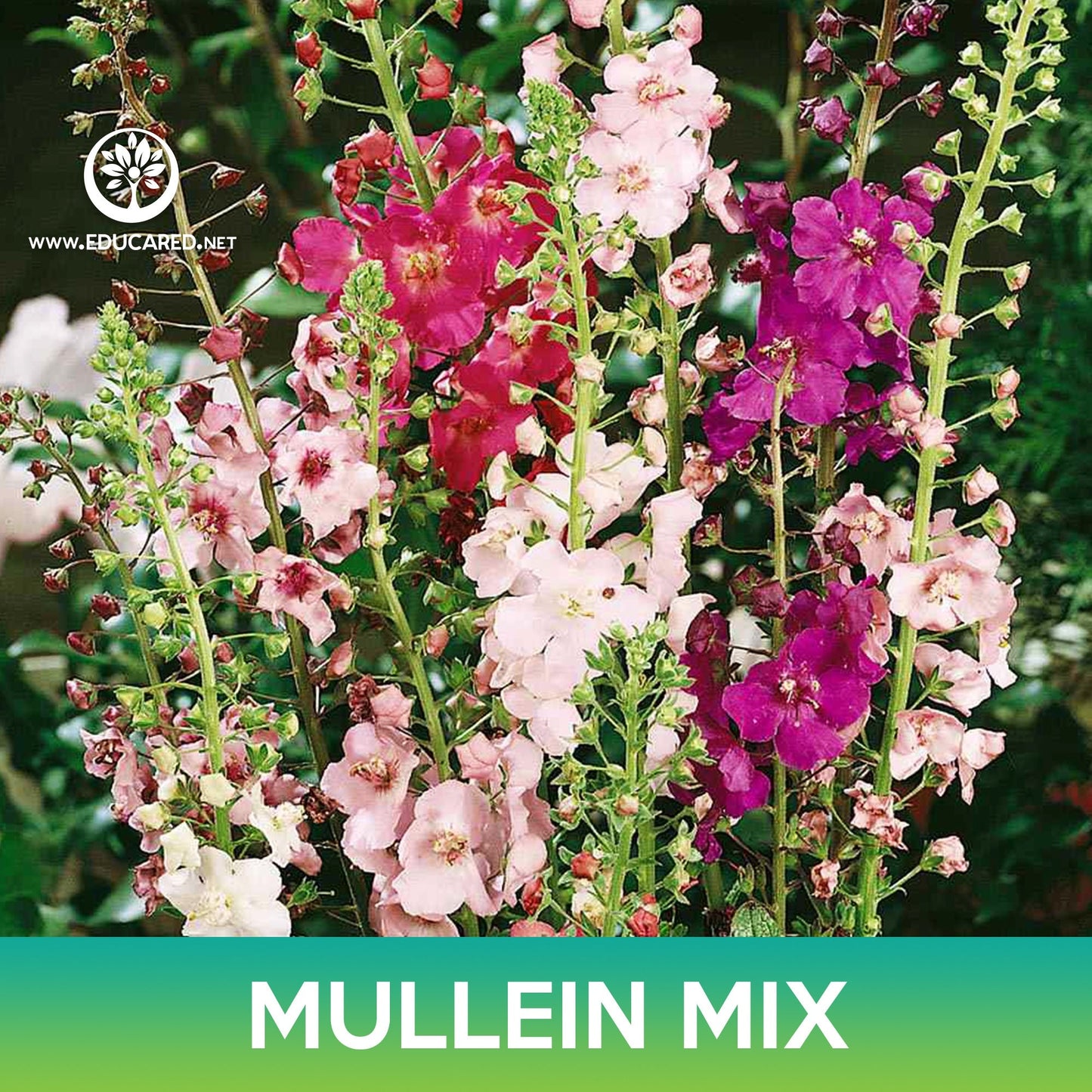 Mullein Flower Mix Seeds, Verbascum Mix, Verbascum phoeniceum