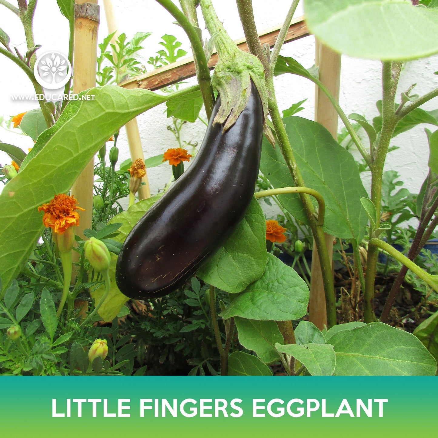 Little Fingers Eggplant Seeds