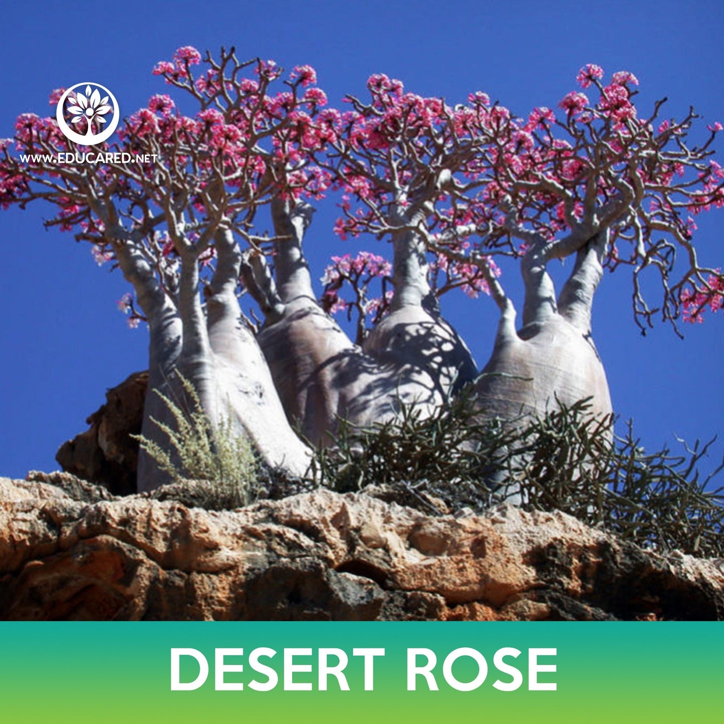 Desert Rose Succulent Tree Seeds