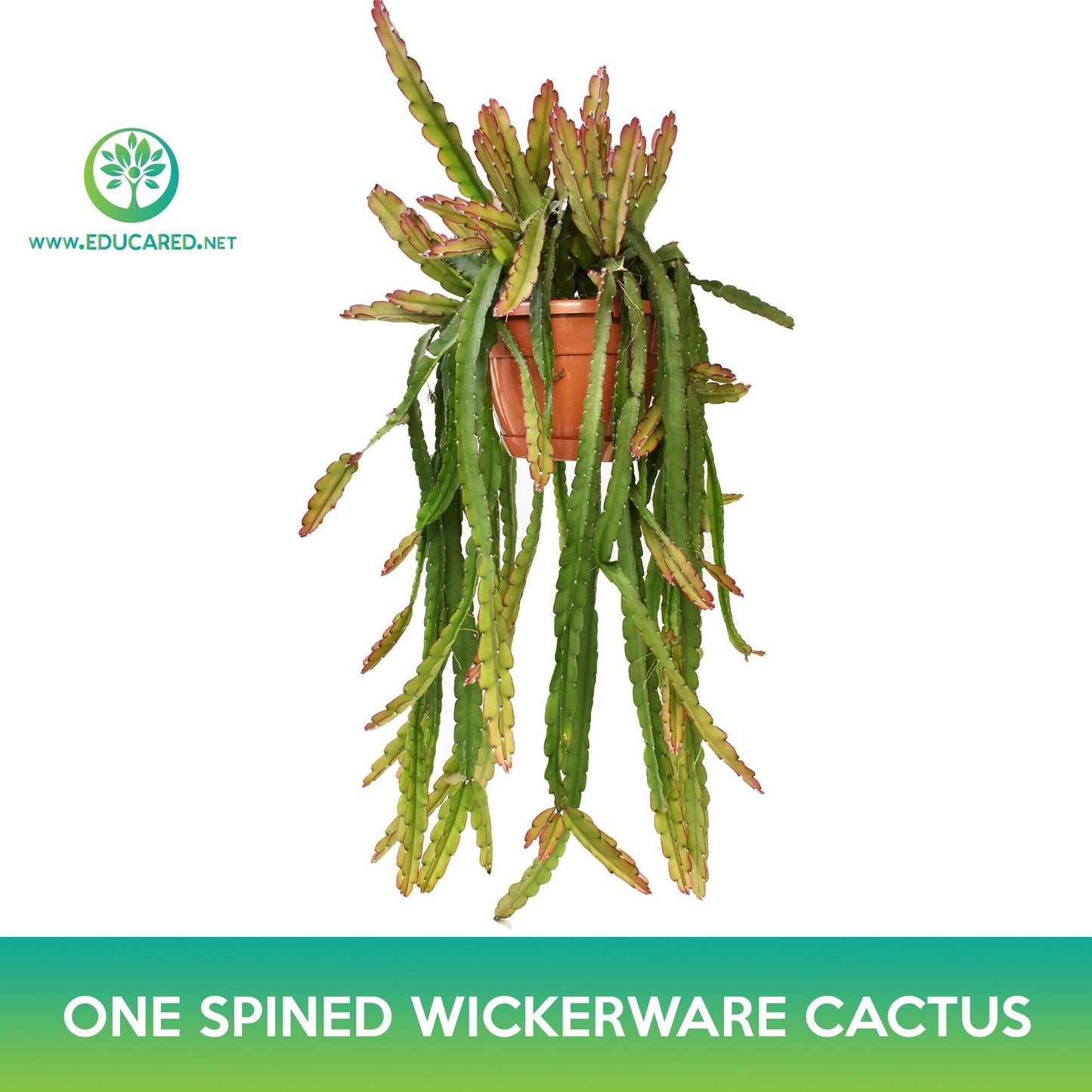 One‑Spined Wickerware Cactus Seeds