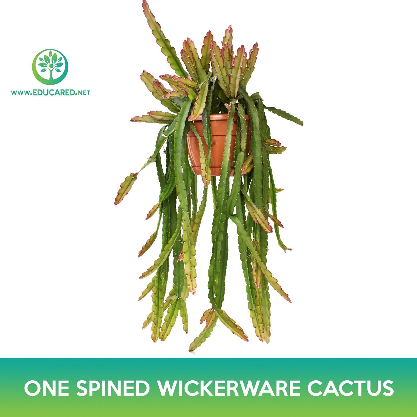 One‑Spined Wickerware Cactus Seeds, Rhipsalis monacantha