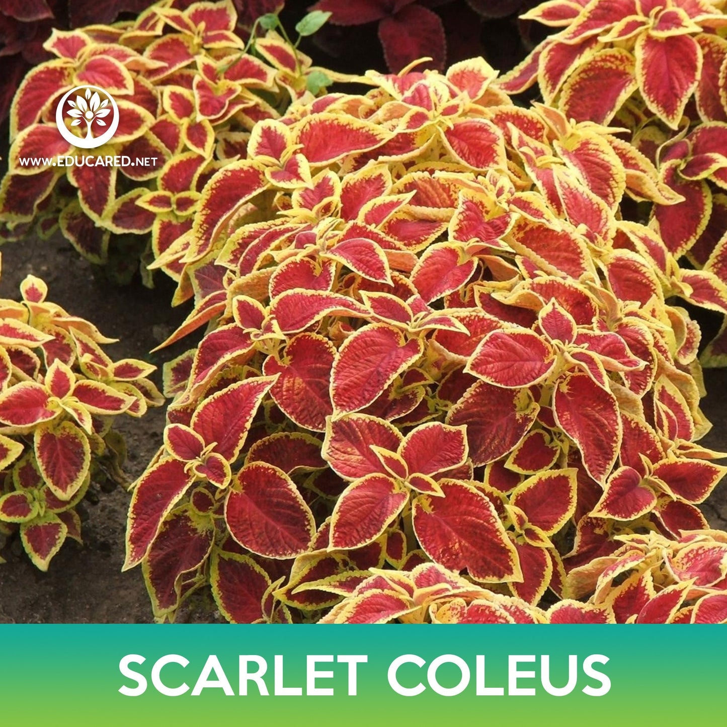 Scarlet Coleus Seeds