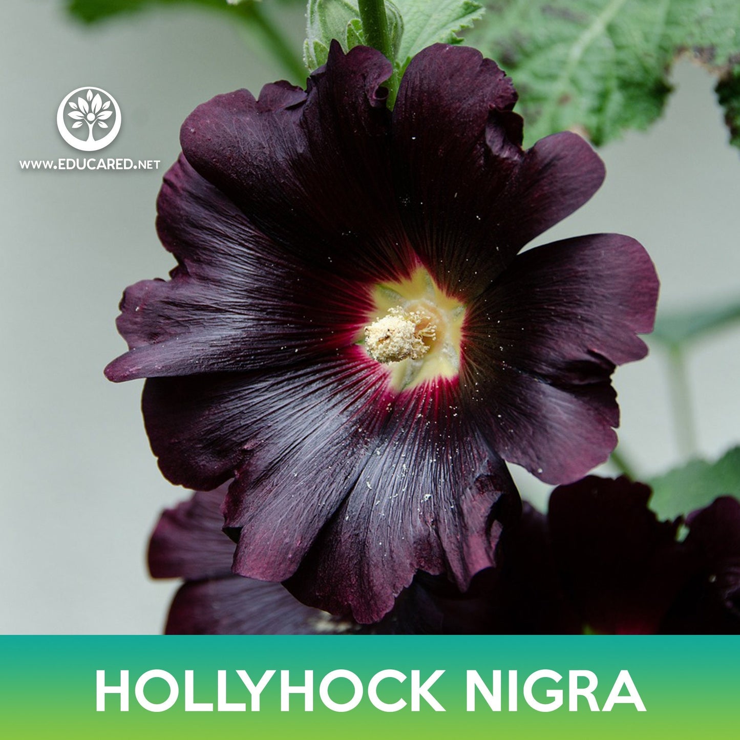 Hollyhock Nigra Flower Seeds
