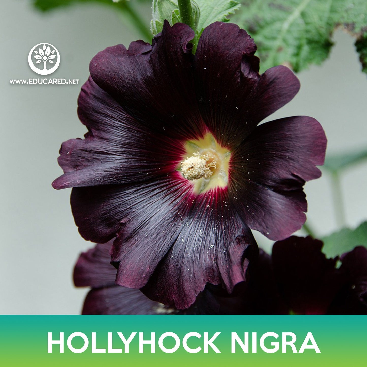 Hollyhock Nigra Flower Seeds, Alcea rosea nigra