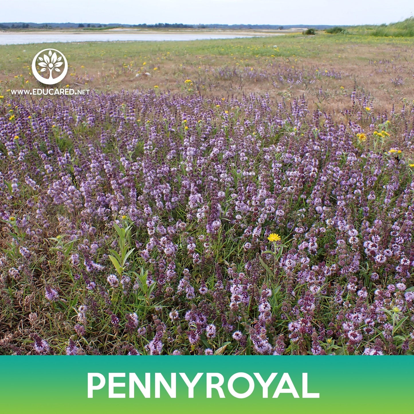 Pennyroyal Flower Seeds, Mentha Pulegium