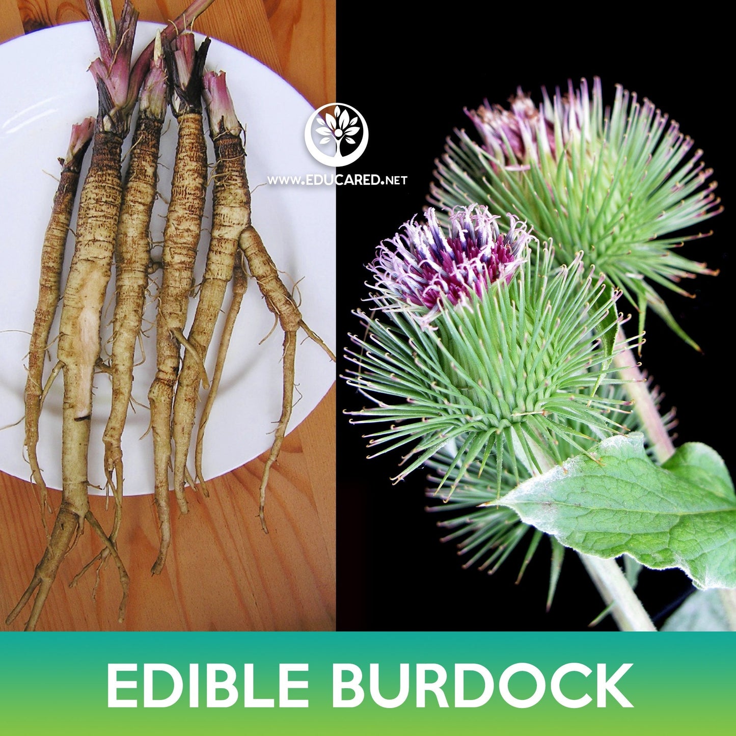 Edible Burdock Seeds