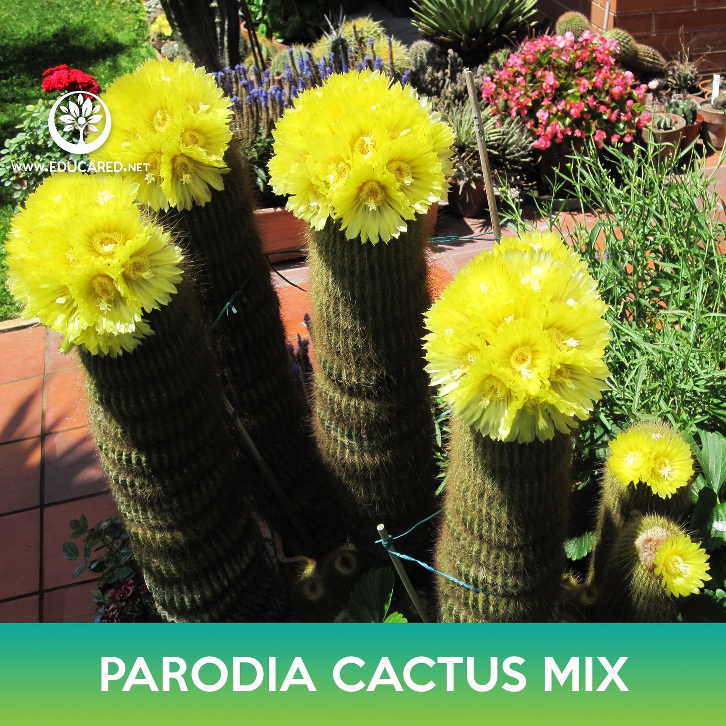 Parodia Cactus Mix Seeds