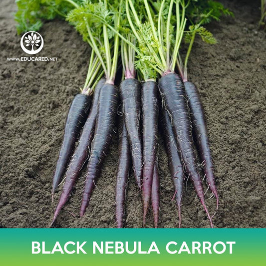 Black Nebula Carrot Seeds
