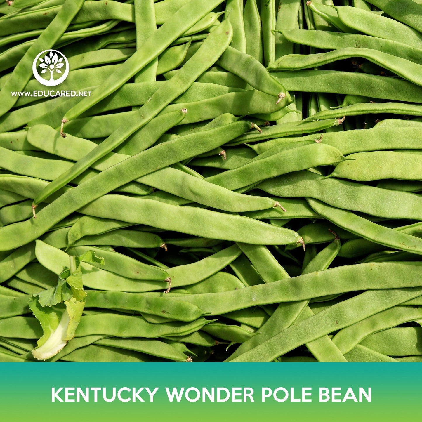 Kentucky Wonder Pole Bean Seeds